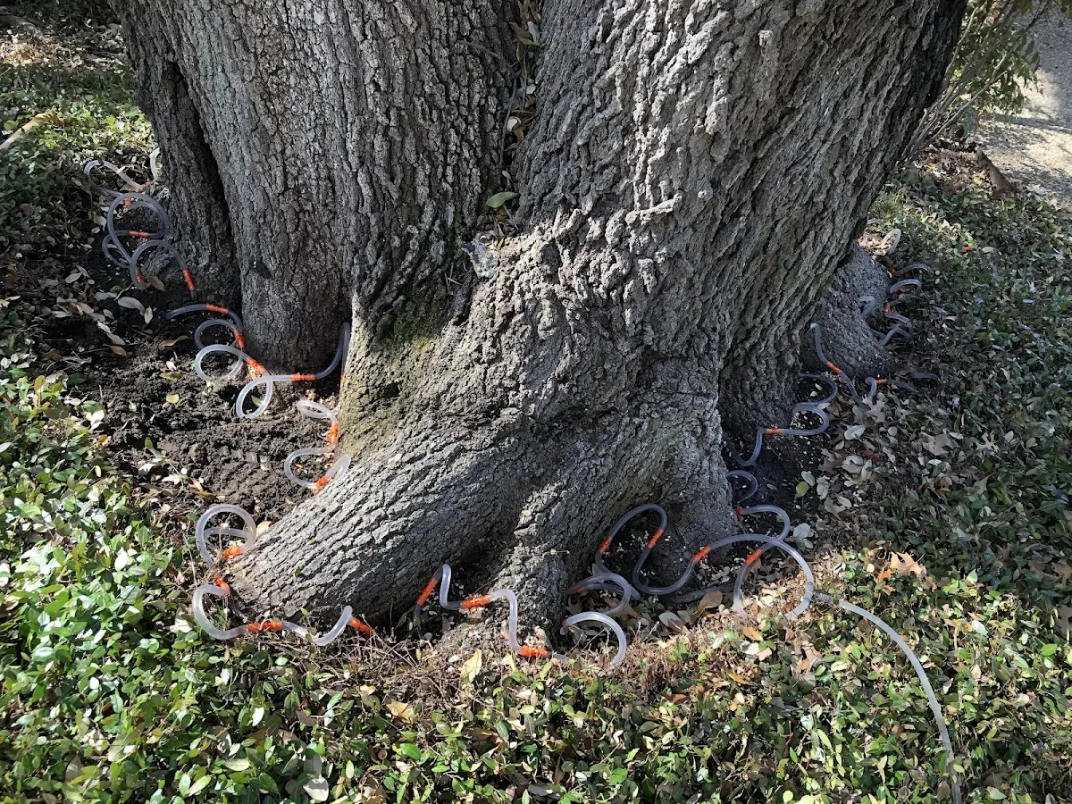 Detailed Tree Cabling and Bracing job site in San Luis Obispo