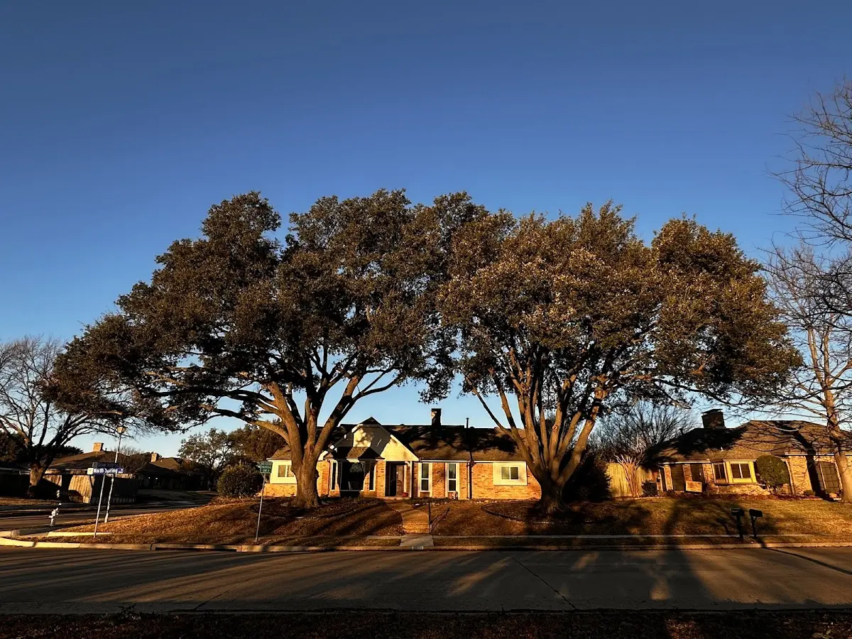 Established residential canopy tree shading a home in San Luis Obispo